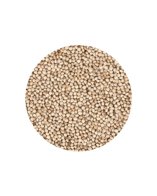 Semente perila branca