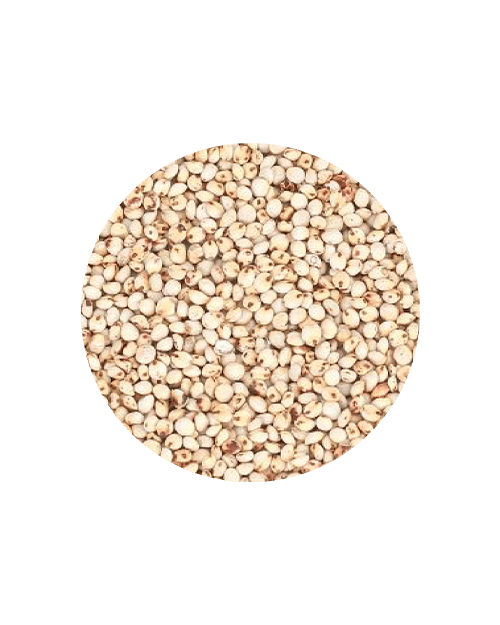 Semente sorgo branco