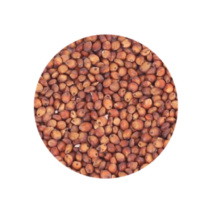 Semente sorgo vermelho