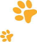 Patas de Cães