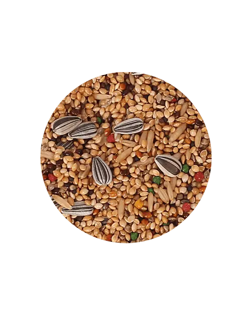 Mistura periquito equilibrado Mistura periquito equilibrado