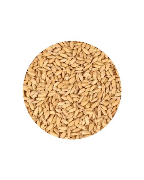Semente arroz cateto
