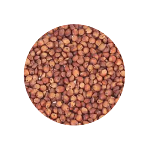 Semente sorgo vermelho